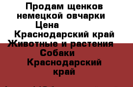 Продам щенков немецкой овчарки › Цена ­ 4 000 - Краснодарский край Животные и растения » Собаки   . Краснодарский край